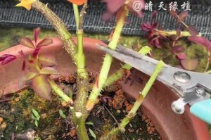 盆栽花卉长虫怎么办？（解决盆栽花卉长虫问题的实用方法）