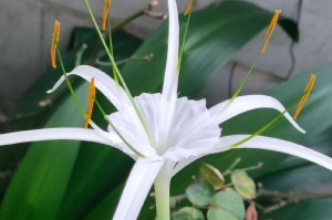 文殊蓝养殖技巧大揭秘（打造高效养殖体系，让文殊蓝健康茁壮）