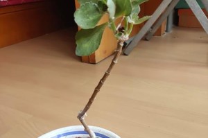 白兰花叶子为什么会蔫？（解析白兰花叶子蔫的原因与应对方法）