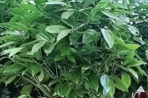 平安树叶子枝干病治疗方法（一种有效的治疗平安树叶子枝干病的方法）