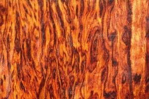 黄花梨适宜栽种的环境与地点（让黄花梨在正确的地方茁壮成长）