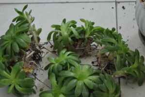 预防玉露徒长的有效措施（防止植物玉露徒长的关键方法及实践经验）