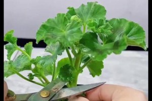 打造完美天竺葵（以天竺葵怎么修型，让您的花园更加美丽动人）