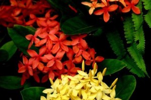 仙丹花掉叶的原因及应对方法（仙丹花叶掉落分析及养护技巧）