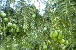 香榧种植条件和气候要求（探究香榧生长的理想条件与栽培技巧）