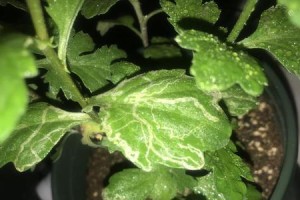 菊花叶子蔫了怎么办？（教你如何救回憔悴的菊花）