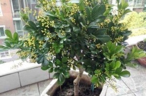 如何正确养护米兰花，让其不易枯萎（养护关键）