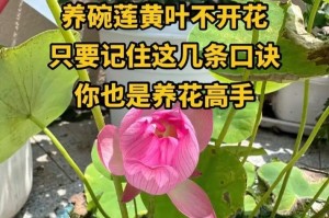 养花卉的技巧与方法（如何打理花卉，让它们茁壮成长）