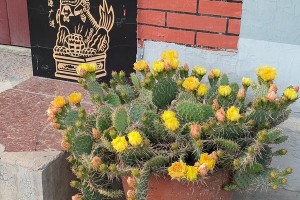 仙人掌的花朵之谜（揭秘仙人掌如何长出美丽花朵）