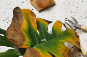 龟背竹叶子黄黄了怎么办？（龟背竹黄叶问题解决方案及养护技巧）