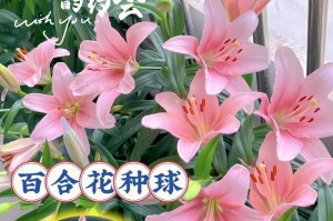 百合花的养护技巧（打造美丽花园，从百合花开始）