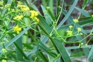 如何科学施用肥料促进柴胡生长？（探究柴胡底肥和追肥的施用方法及适宜肥料）