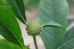 以结香叶子发黄的治疗方法（探索如何有效解决结香叶子发黄问题）