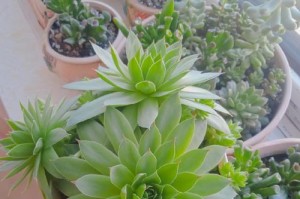 莲花多肉的养殖技巧（打造独特的多肉花园，秀出繁花似锦的莲花多肉）