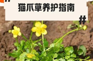 多肉猫爪养护指南（让你的多肉猫爪茁壮成长）