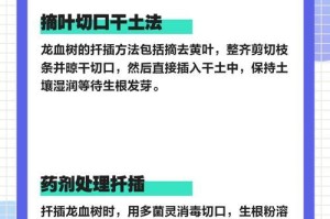 龙血树的分枝生长特点及其影响因素（探究龙血树的分枝方式与环境关系）