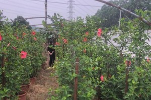 如何正确播种木槿？（掌握正确的播种季节和方法，助您成功种植美丽的木槿）