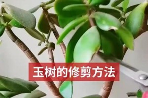 如何修剪玉树，让其更美观（以玉树初次修剪为例，分享技巧与方法）