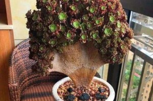 如何判定老桩多肉植物适合换盆（老桩多肉植物换盆判定方法及注意事项）