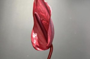 红掌花败后的修剪技巧（保持红掌花健康，延长其寿命的关键）
