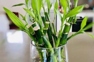如何在室外进行水培植物的种植？（探索室外水培植物的世界，让生活更美好）