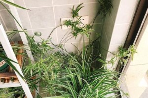 冬季养护盆栽的小技巧（天冷了怎么办？教你轻松应对）