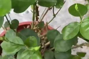 茉莉换盆的正确方法（打造茉莉花的舒适家园）