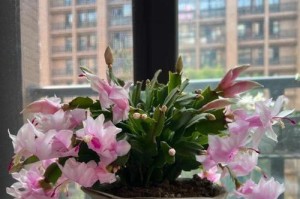 蟹爪兰与盆（盆容蟹爪，花魅跃动──探寻蟹爪兰与盆之间的亲密关系）
