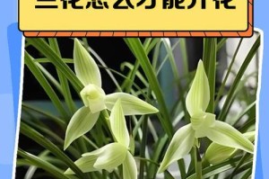 如何修剪兰花以促进开花（关键步骤，让兰花绽放美丽的花朵）