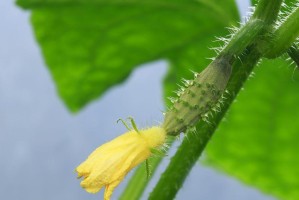 黄瓜的雌雄异花结构（了解黄瓜雌花和雄花的区别，提高黄瓜栽培效率）