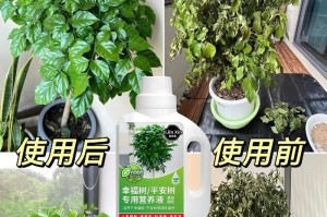 如何拯救一棵幸福树干枯了的方法（幸福树枯萎的原因和救治方法）