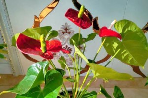 揭秘红掌花不长之谜（探究红掌花生长受阻的原因及解决方法）