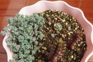 《以茜之塔开花后的护理指南》（保持茜之塔健康盛开的关键措施）