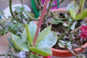 花卉叶子长斑的处理方法（教你轻松解决花卉叶子上的斑点问题）