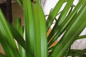 兰草叶黄的原因与解决方法（挽救兰草）