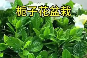 以枝孑花的养护指南（轻松掌握枝孑花的养殖技巧）