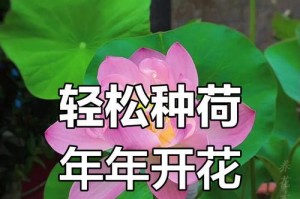 水中养荷花的技巧与方法（打造美丽水中花园的秘诀）