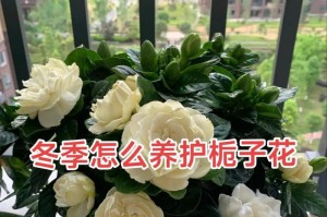 以栀子花日常怎么养护（打造绽放绚丽的栀子花园——栀子花的养护指南）