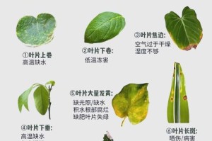 应对叶子发黄卷曲，重振鸿运当头的秘诀（植物叶片黄病的防治与修复技巧）