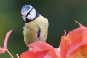 TheBluebirdFlower