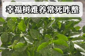 幸福树发霉了怎么办？（有效应对幸福树发霉的方法与技巧）