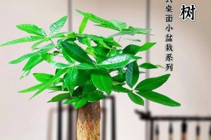 如何养好发财树，让财运滚滚来（发财树养护攻略，教你打造金玉满堂之家）