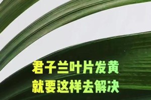 夏季君子兰叶黄怎么办？（解决夏季君子兰叶黄问题的方法与技巧）