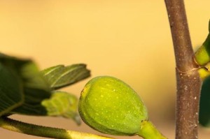 植物果实繁殖的奥秘（揭秘植物如何利用果实进行繁殖）