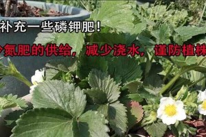 盆栽草莓肥料选择指南（打造健康甜美的草莓花园，）