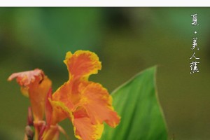 美人蕉花期的盛开时节（探寻美人蕉的花期和养护技巧）