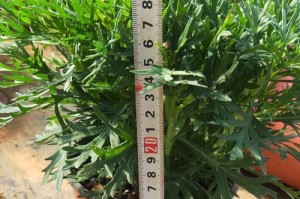 如何选择适合的播种时间——玛格丽特播种的最佳时间（以正确的方式种下未来的花园）