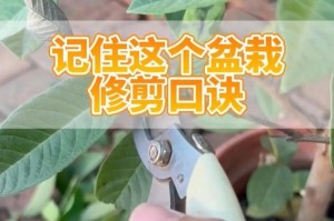 精心修剪盆景云片的艺术之美（探索盆景云片修剪的技巧与方法）
