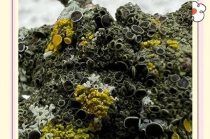 地衣：低等植物还是高贵存在？