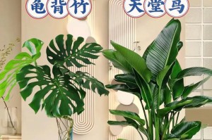 客厅门口适合放哪些植物？（打造温馨生活的小窍门）
